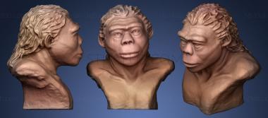 3D model Homo erectus (STL)